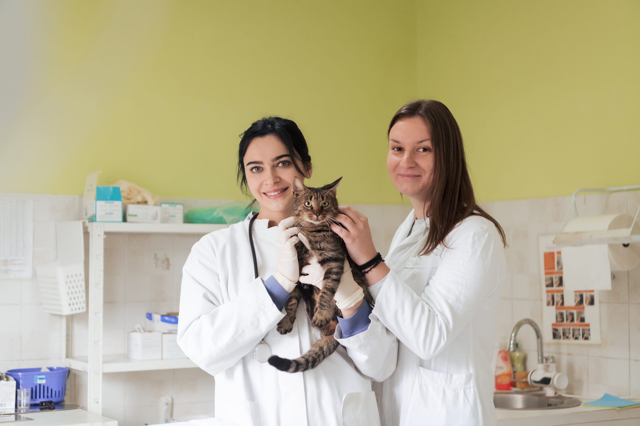 vecteezy équipe vétérinaire pour le traitement des chats malades maintenir l'animal 11602169