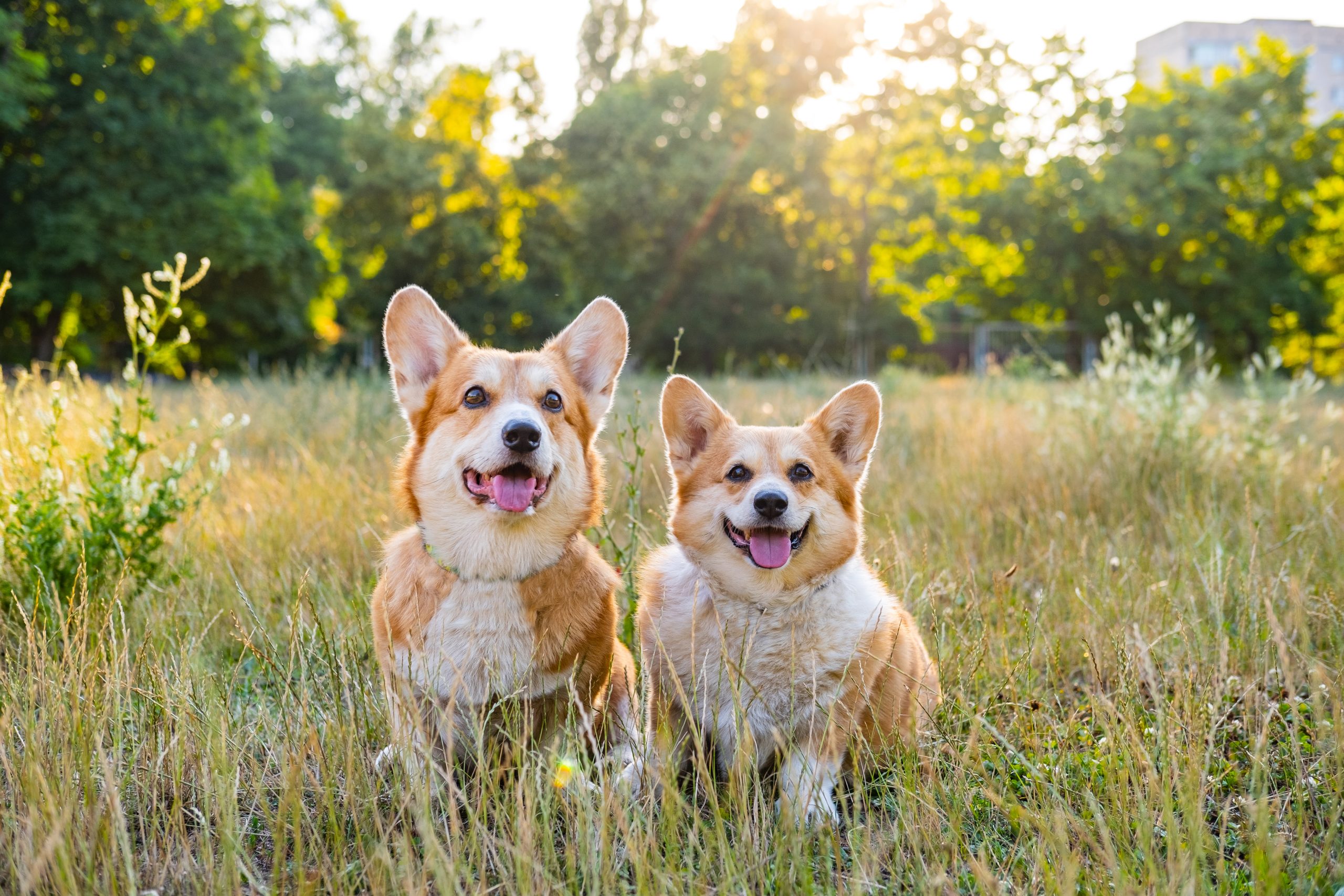 pet