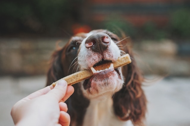 How to Register Pet Food in China?